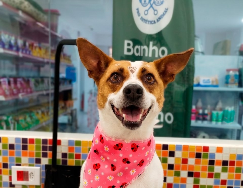 Cachorro de bandana depois do banho