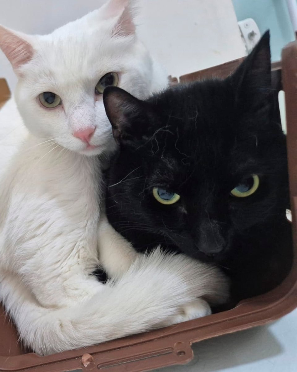 Gatos branco e preto juntos