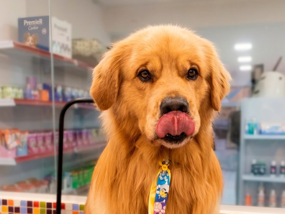 Golden retriever
