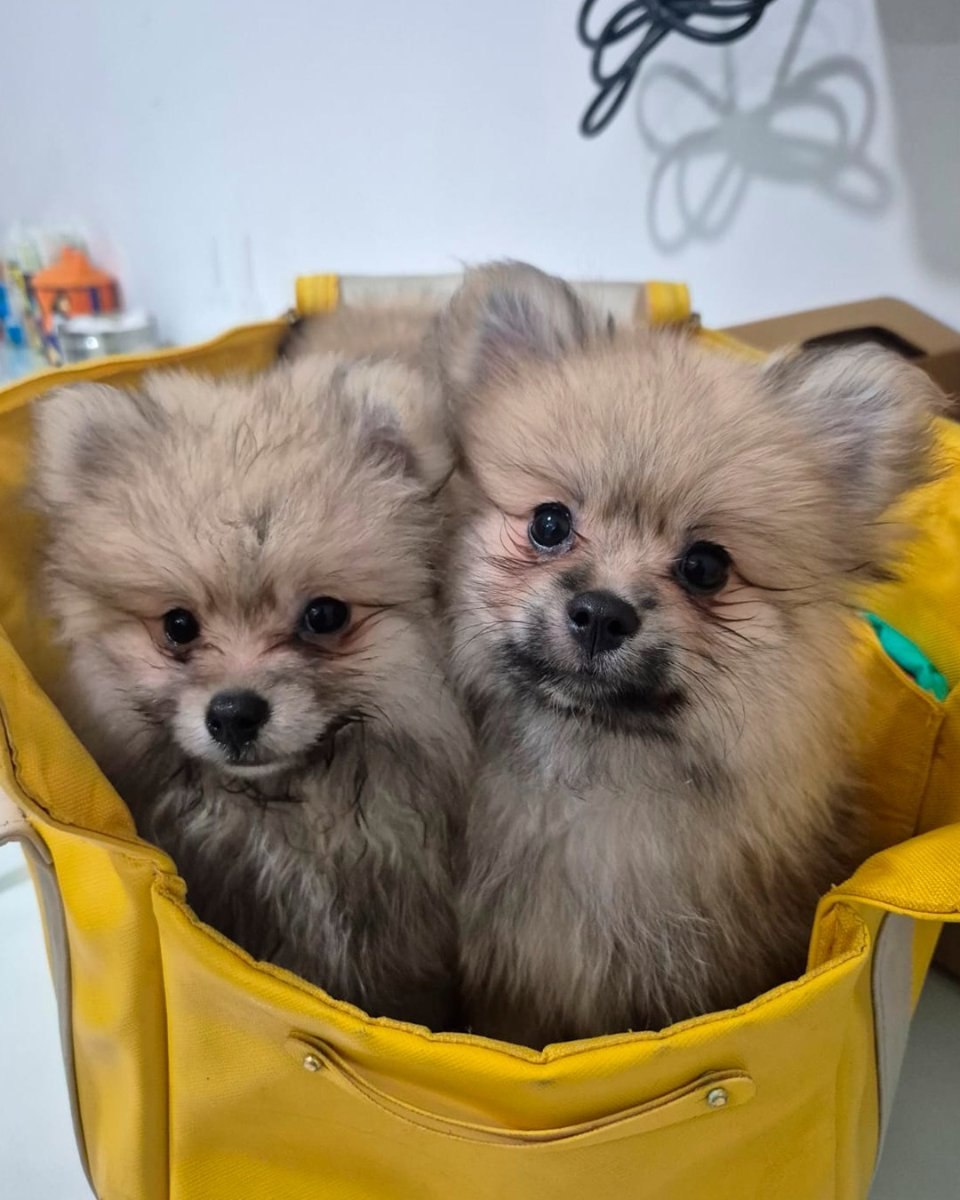 Dois spitz alemães