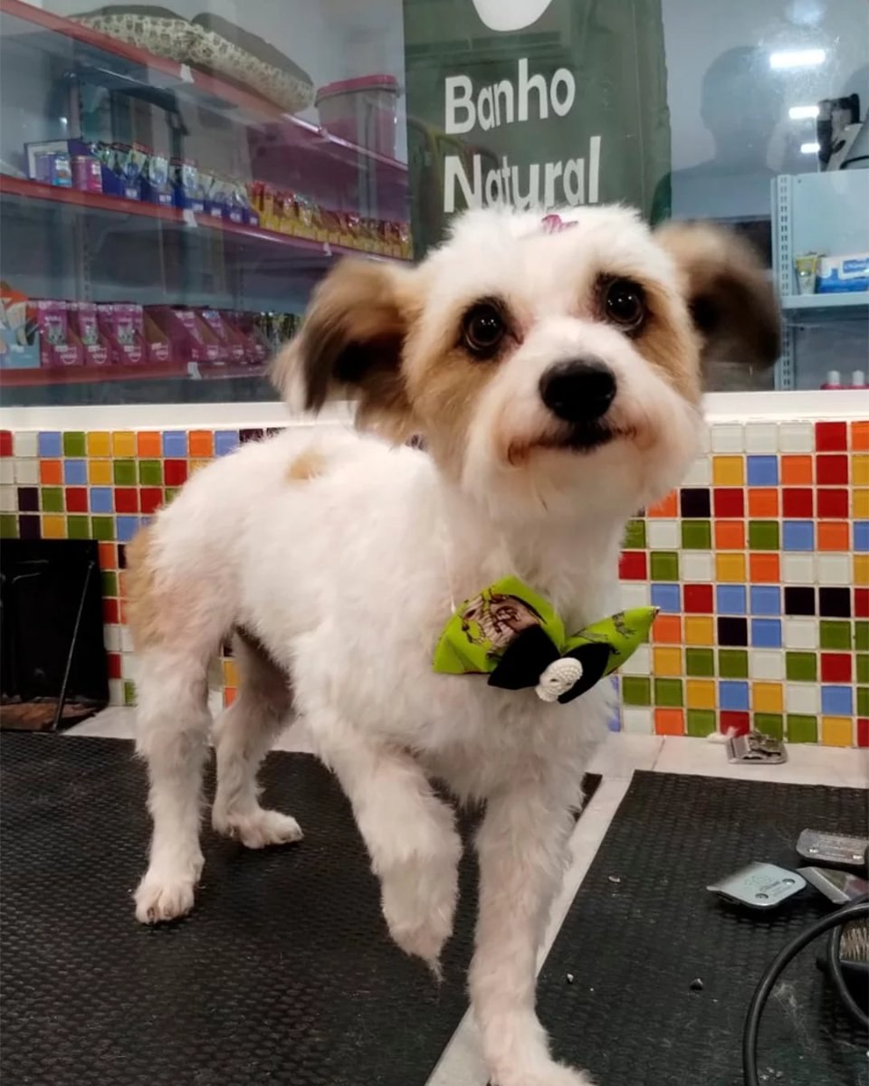 Cachorrinho tosado